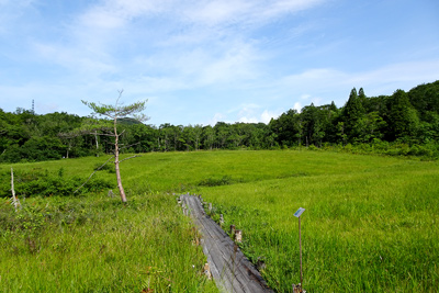 玉原湿原