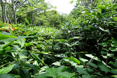 笹に覆われて見えない登山道